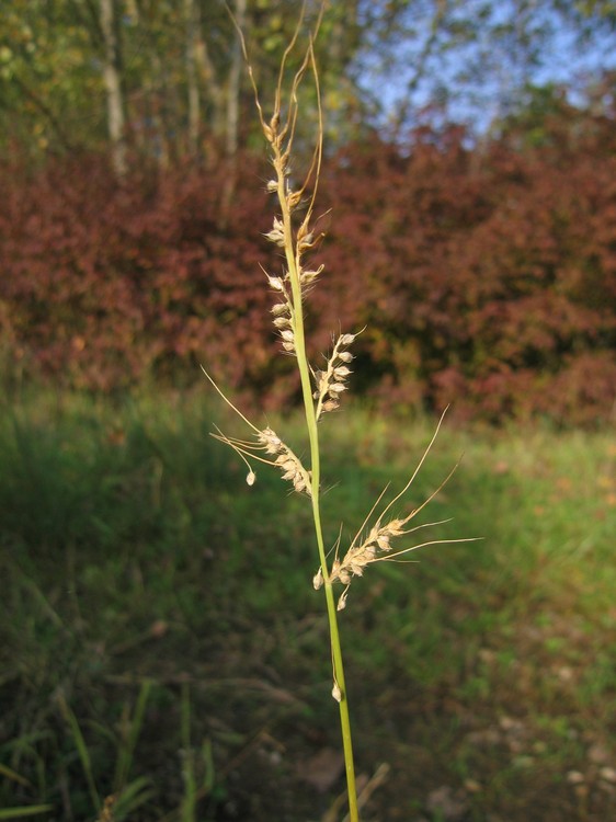 Echinochloa crus-galli